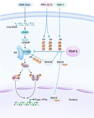 RNF5: inhibiting antiviral immunity and shaping virus life cycle